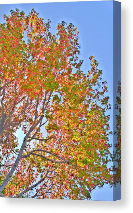 Fall Canvas Print featuring the photograph Ball to the Wall Fall by Derek Dean