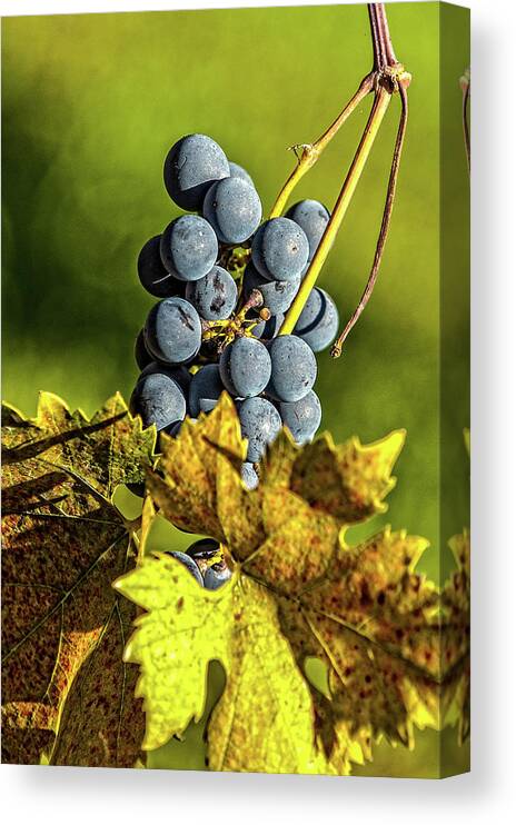 Balls Of Wine Canvas Print featuring the photograph Balls of Wine by George Buxbaum