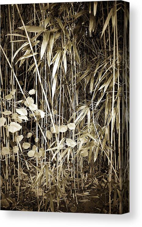 Sepia Canvas Print featuring the photograph Bamboo and Gingko by Hugh Smith