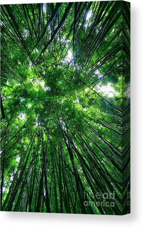 Bamboo Canvas Print featuring the photograph Bamboo Forest by Eddie Yerkish