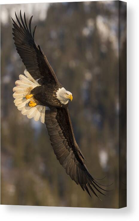 Alaska Canvas Print featuring the photograph Banking Bald Eagle by D Robert Franz