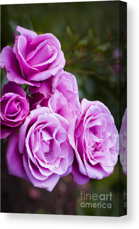 Roses Canvas Print featuring the photograph Barbara Streisand Rose by Brian Jannsen