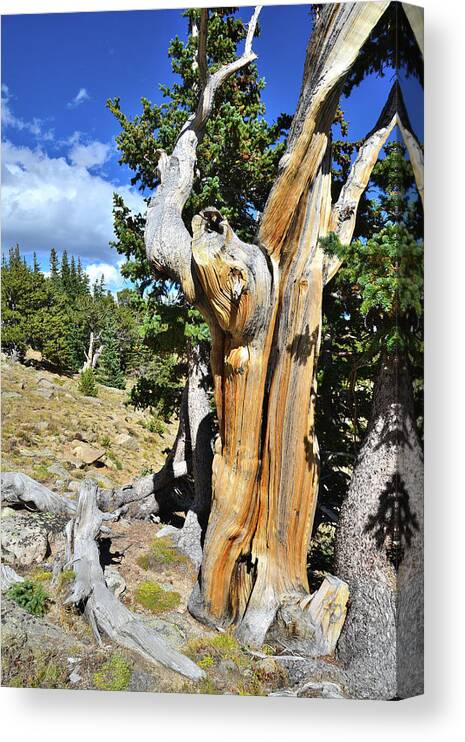 Mount Goliath Natural Area Canvas Print featuring the photograph Bare Wood by Ray Mathis