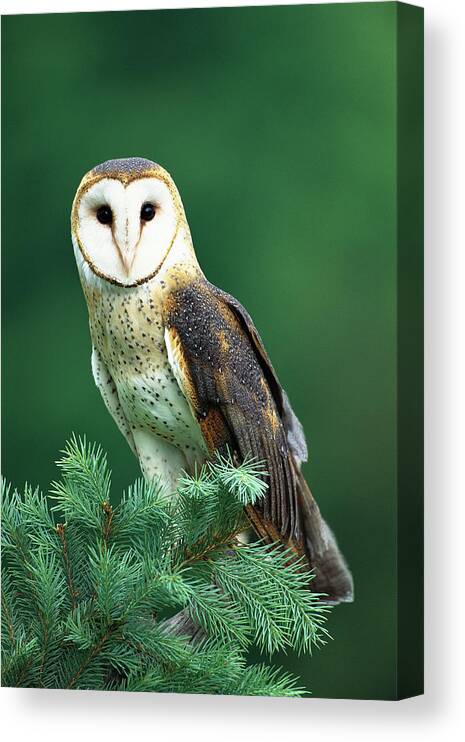 Mp Canvas Print featuring the photograph Barn Owl Tyto Alba Portrait, Hudson by Tom Vezo