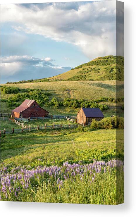 Barn Canvas Print featuring the photograph Barns and Lupine by Denise Bush