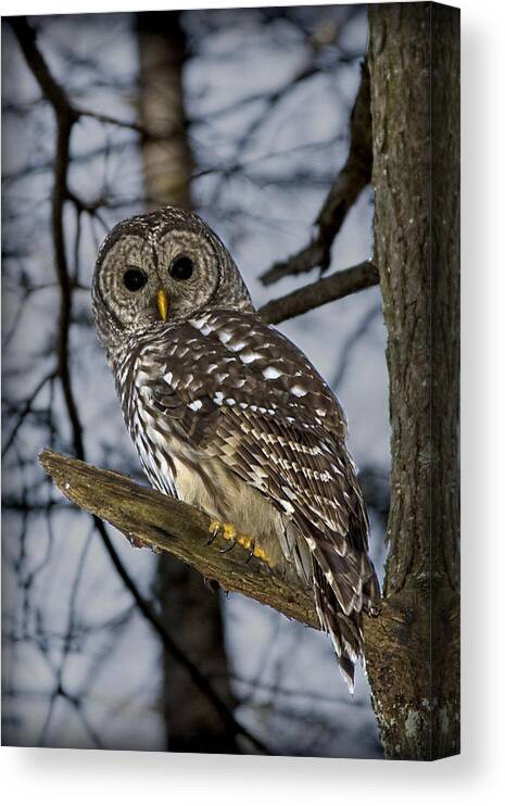 Barred Owl Canvas Print featuring the photograph Barred Owl by Patricia Montgomery