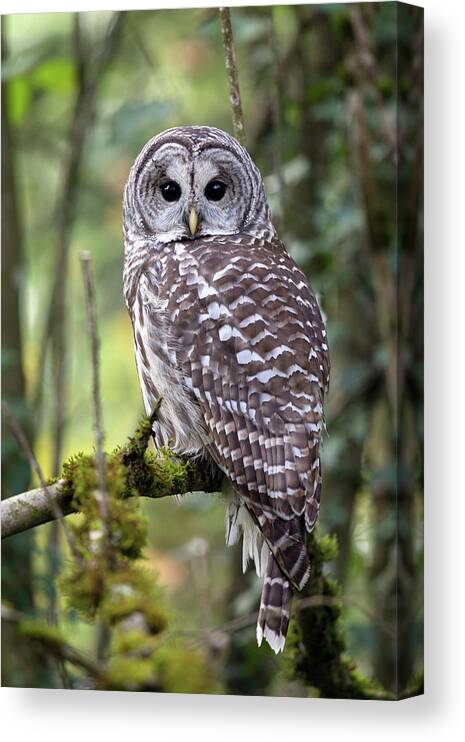 Barred Owl Canvas Print featuring the photograph Barred Owl Strix varia Closeup by Michael Russell