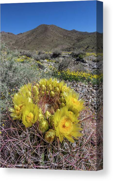 Anza-borrego Desert Canvas Print featuring the photograph Barrel Cactus Super Bloom by Peter Tellone