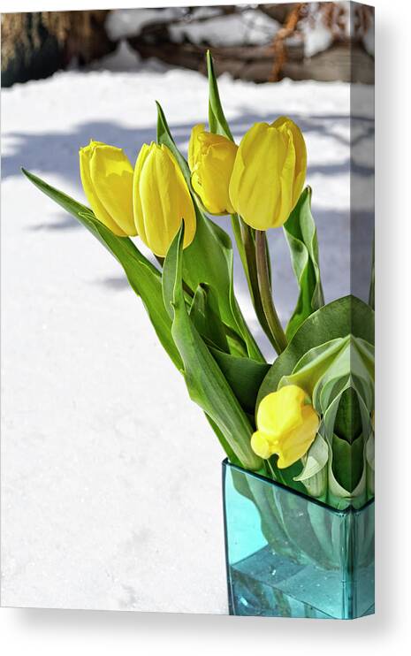 Yellow Canvas Print featuring the photograph Basking in the Sunshine by Traci Cottingham