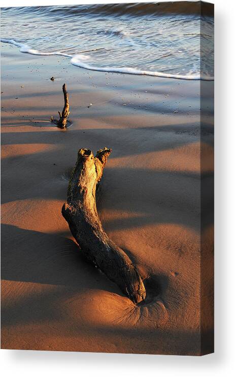 Beach Canvas Print featuring the photograph Beach Driftwood by Ted Keller