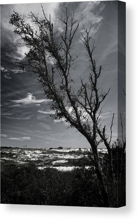 Sand Canvas Print featuring the photograph Beach Tree by George Taylor