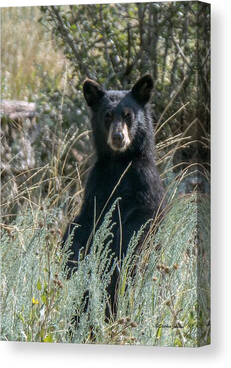 Black Bear Canvas Print featuring the photograph Bear Cub At Waterton Canyon by Stephen Johnson