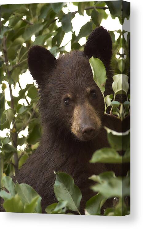 Black Bear Canvas Print featuring the photograph Bear Cub in Apple Tree7 by Loni Collins