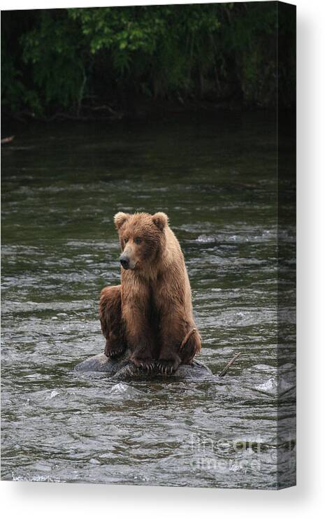 Photograph Of Bear Canvas Print featuring the photograph Bear sitting on water by Tracey Hunnewell