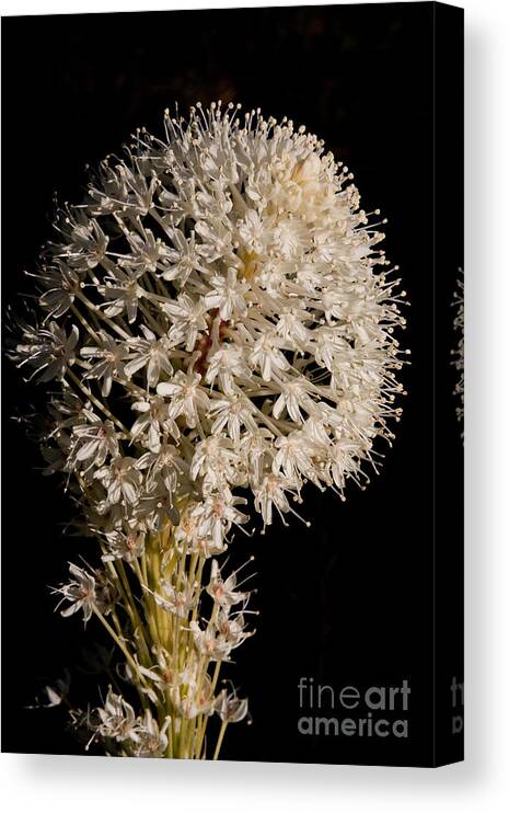 Beargrass Canvas Print featuring the photograph Beargrass Torch by Katie LaSalle-Lowery