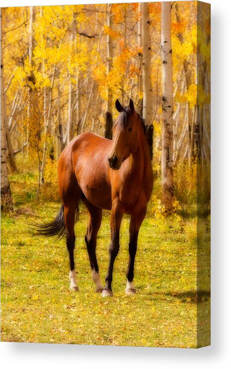 Horse Canvas Print featuring the photograph Beautiful Autumn Horse by James BO Insogna