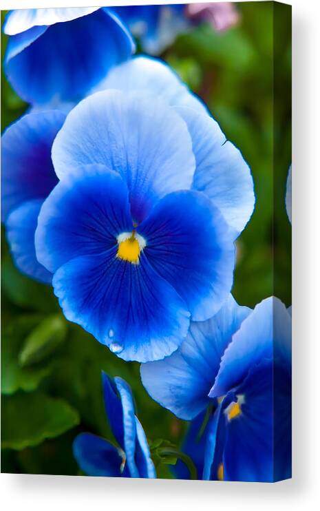 Spring Flowers Canvas Print featuring the photograph Beautiful Blues by Az Jackson