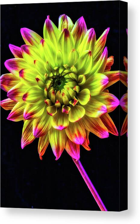 Color Canvas Print featuring the photograph Beautiful Graphic Dahlia by Garry Gay