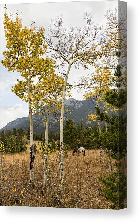 Horse Canvas Print featuring the photograph Beautiful Horse Autumn Aspen Trees Grove Grazing by James BO Insogna