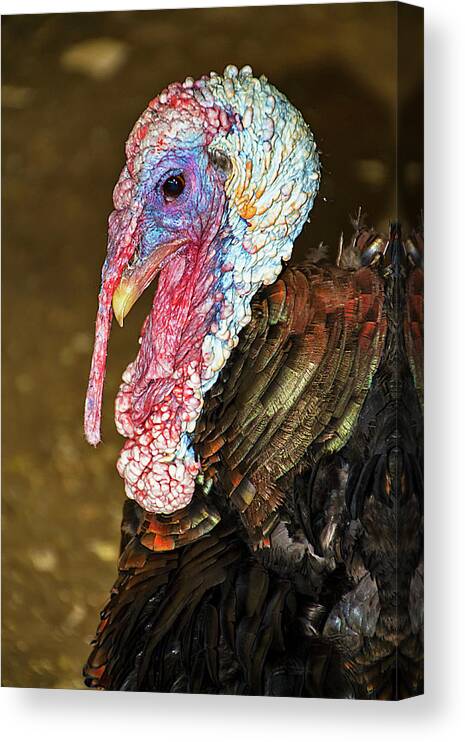 Turkey Canvas Print featuring the photograph Beautifully Ugly Turkey by Bob Slitzan