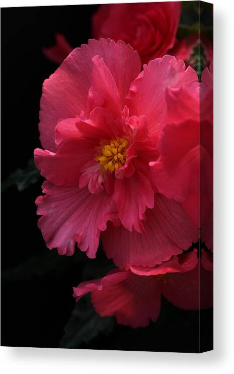 Flower Canvas Print featuring the photograph Begonia by Tammy Pool