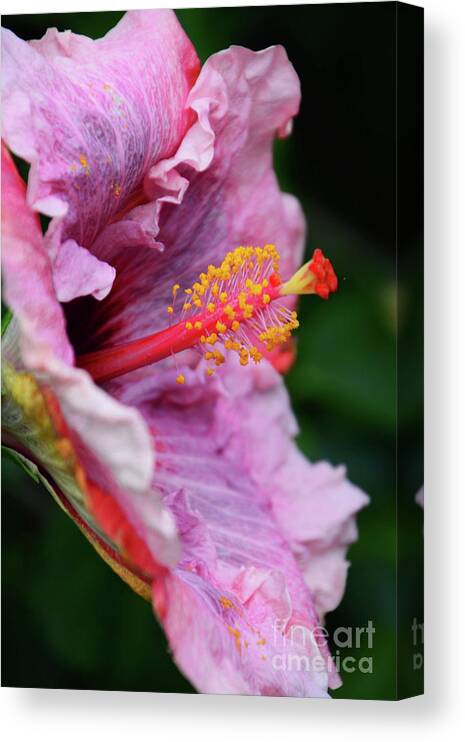 Florals Canvas Print featuring the photograph Behold the Hibiscus by Cindy Manero