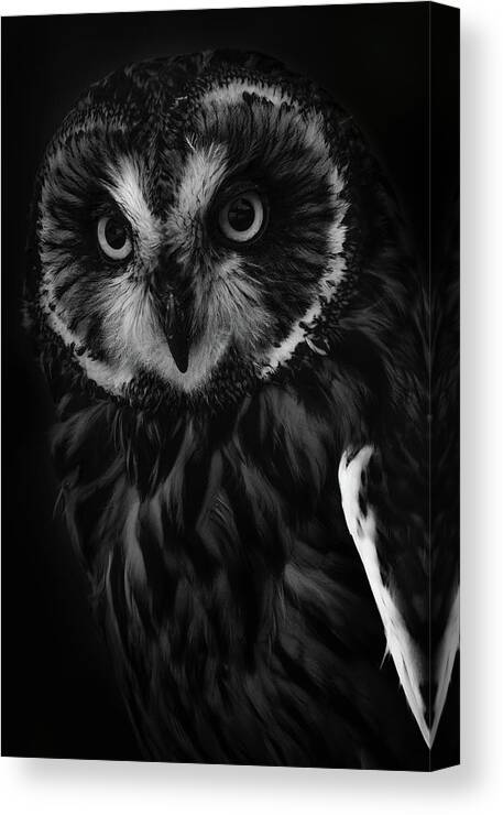 Black And White Photography- Owls - Shortearedowls- #raeannmgarrett - Finestphotography - Birds Of Prey For Owl Lovers - Owls In Art- Black And White Photography - Images Of Rae Ann M. Garrett - Canvas Print featuring the photograph Bewitching by Rae Ann M Garrett