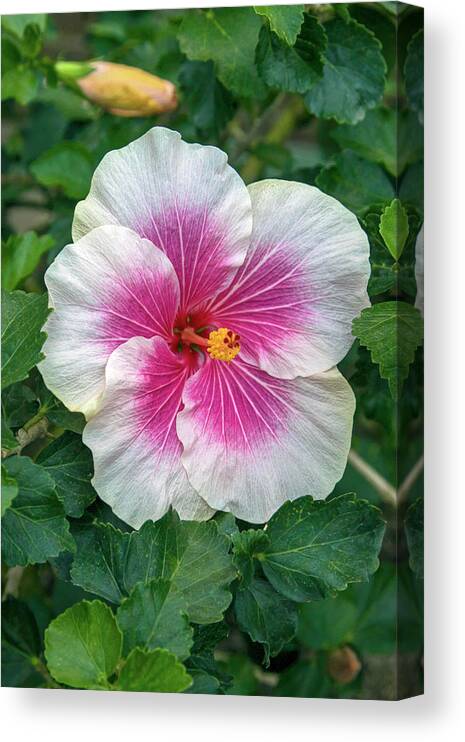 White Hibiscus Canvas Print featuring the photograph Bicolor Hibiscus by Sally Weigand