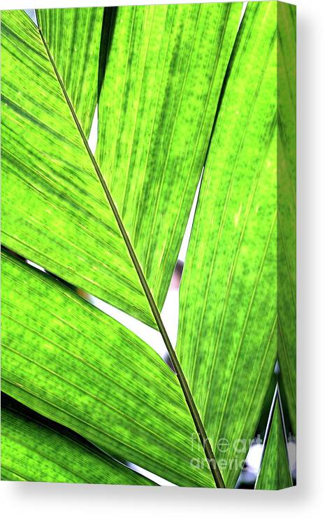 Plant Canvas Print featuring the photograph Big Green Leaf . 7D5763 by Wingsdomain Art and Photography