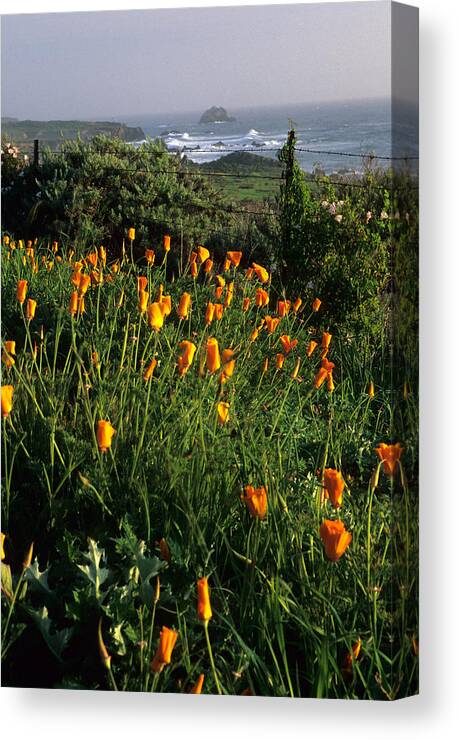 California Canvas Print featuring the photograph Big Sur Poppies by Eric Foltz