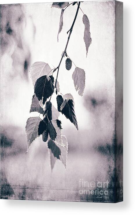 Branch Canvas Print featuring the photograph Birch by Linda Lees