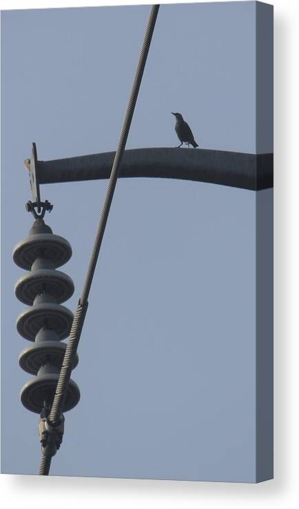 Bird Canvas Print featuring the photograph Bird on a high wire by Sheri Simmons