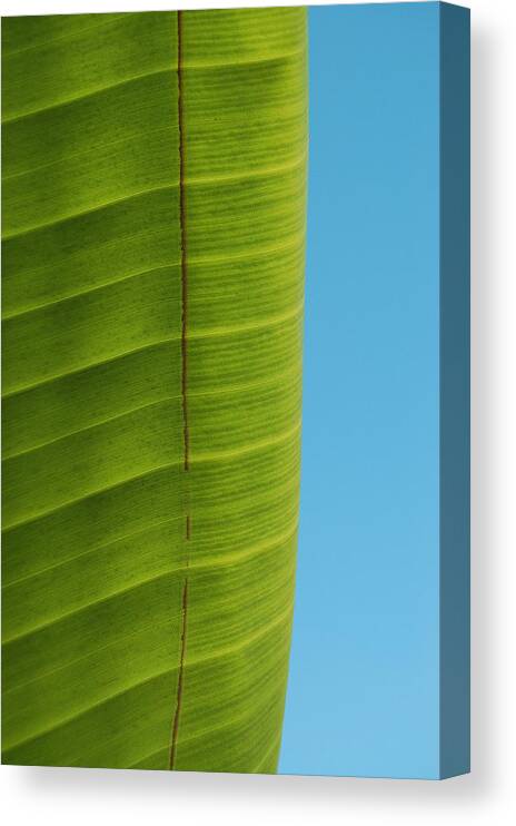 Birds Of Paradise Leaf Canvas Print featuring the photograph Birds Leaf by Kelly Wade