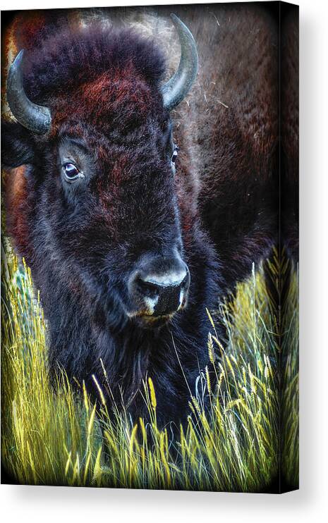 Animals Canvas Print featuring the photograph Bison #3 by John Strong