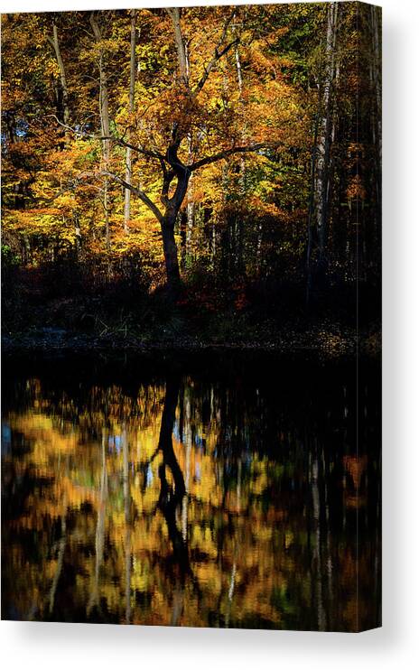 Europe Canvas Print featuring the photograph Black and Gold by Dmytro Korol