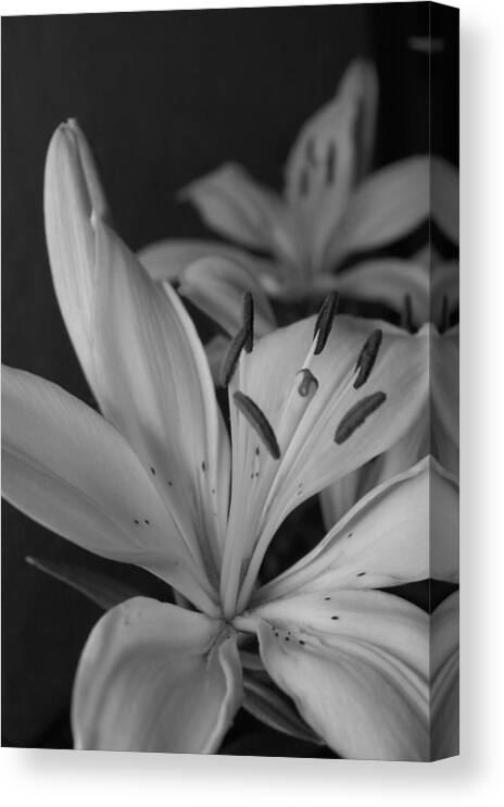 Flower Canvas Print featuring the photograph Black and White Lilies 2 by Amy Fose