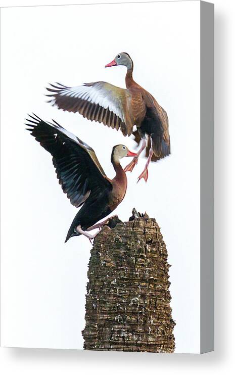 Black-bellied Whistling Duck Canvas Print featuring the photograph Black-bellied Whistling Duck Dance by Dawn Currie