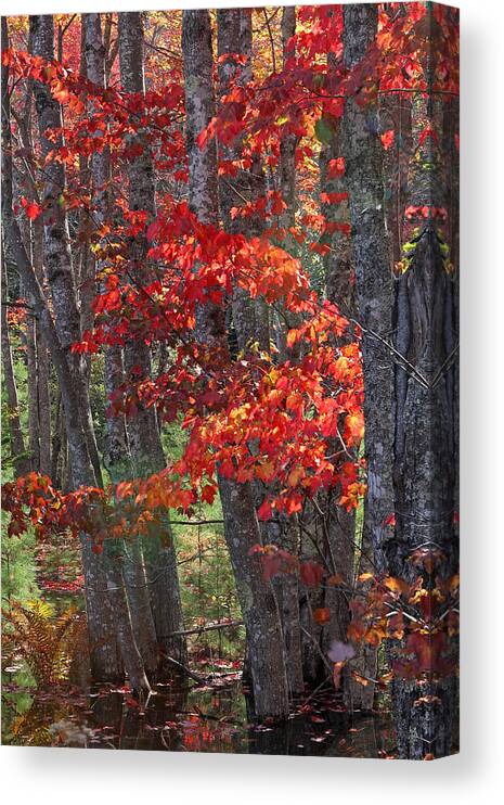 Acadia Canvas Print featuring the photograph Black Birch Tree Splendor by Juergen Roth