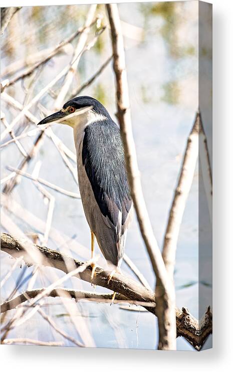 Bird Canvas Print featuring the photograph Black Crowned Night Heron by Michael White