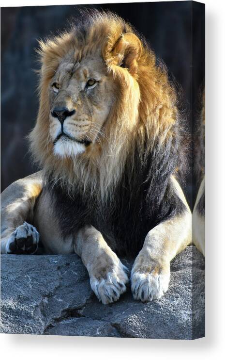 Africa Canvas Print featuring the photograph Black Maned Lion 440 by David Drew
