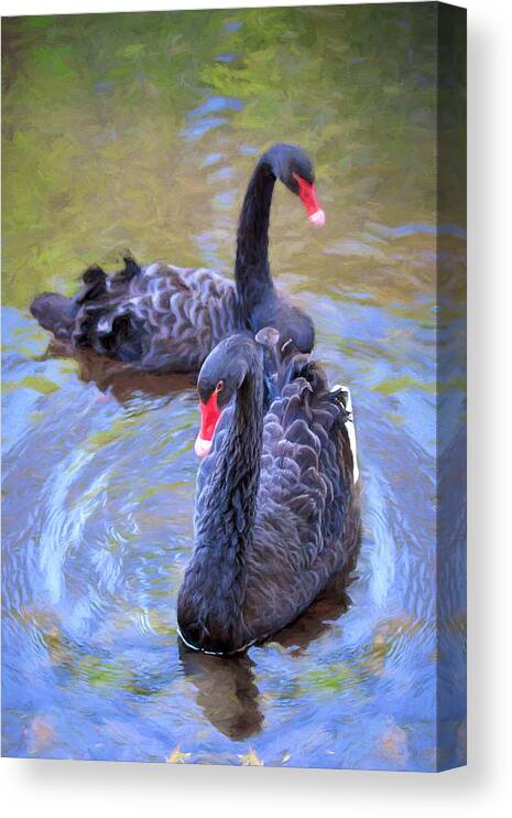 Swan Canvas Print featuring the photograph Black Swans by Susan Rissi Tregoning