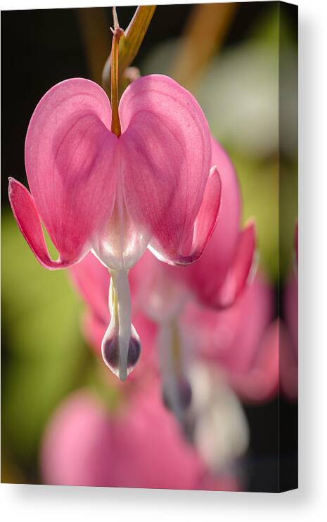 Dicentra Spectabilis Canvas Print featuring the photograph Bleeding Hearts by Oscar Gutierrez