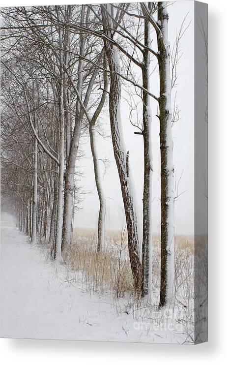 Snow Canvas Print featuring the photograph Blizzard Path by Randy Pollard