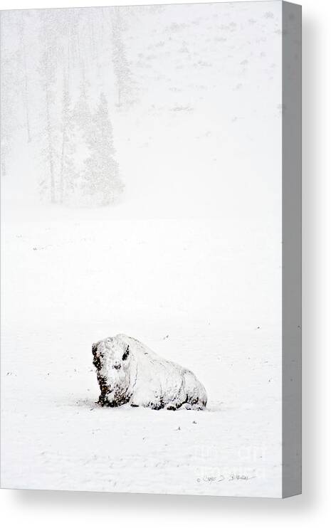 Landscape Canvas Print featuring the photograph Blizzard Winter Buffalo by Craig J Satterlee