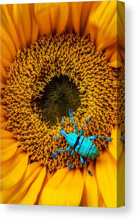 Blue Boll Weevil Canvas Print featuring the photograph Blue Boll Weevil by Garry Gay