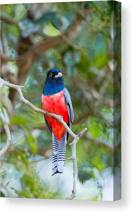 Blue-crowned Trogon Canvas Print featuring the photograph Blue-crowned Trogon by B.G. Thomson