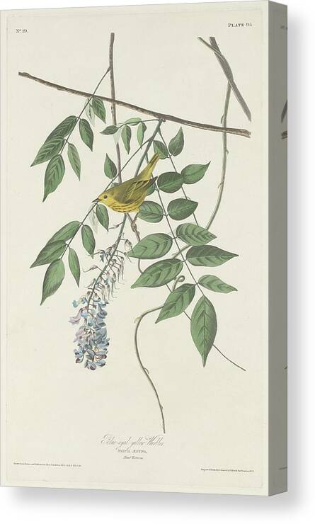 Audubon Canvas Print featuring the drawing Blue-Eyed Yellow Warbler by Dreyer Wildlife Print Collections 