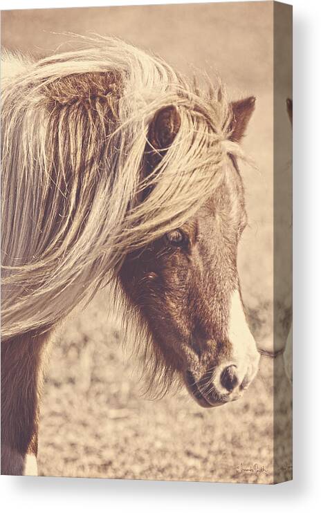 Pony Canvas Print featuring the photograph Blue Eyes Vintage by Amanda Smith