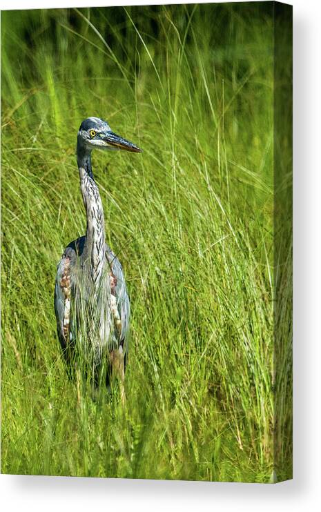 Wildlife Canvas Print featuring the photograph Blue Heron In A Marsh by Paul Freidlund