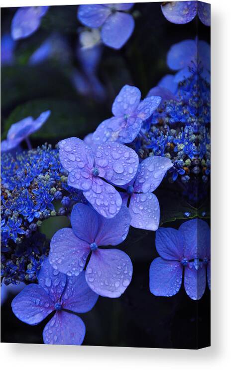 Flowers Canvas Print featuring the photograph Blue Hydrangea by Noah Cole